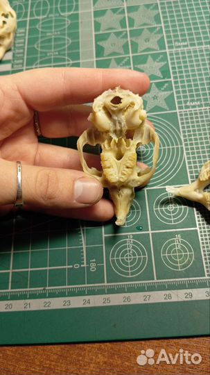 Черепа морских свинок