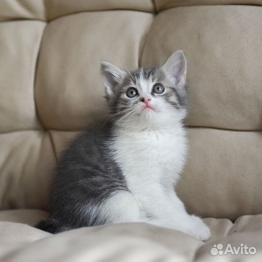Котенок -мальчик, 1 месяц