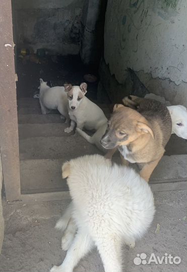 Щенки дворняги