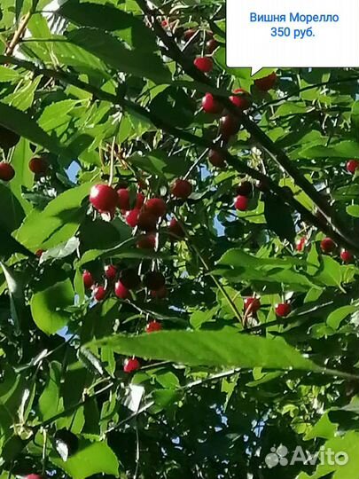 Саженцы плодово- ягодных и декоративных растений