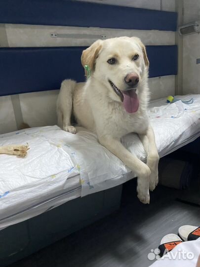 Собака в добрые руки