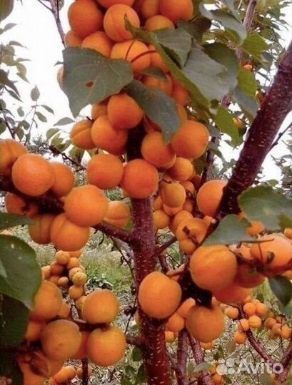 Саженцы абрикоса