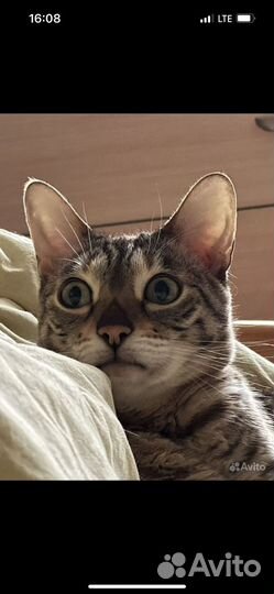 Кошки в добрые руки