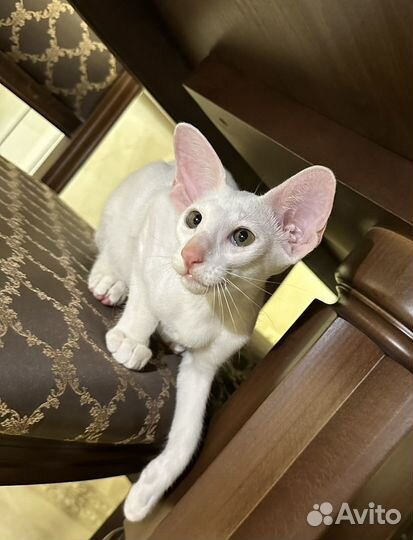 Ориентальные котята