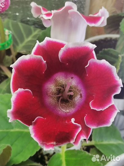 Глоксинии и стрептокарпусы