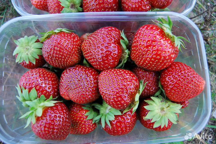 Клубника кассетная рассада под заказ