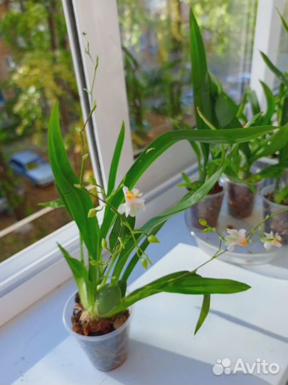 Онцидиум Твинкль oncidium twinkle