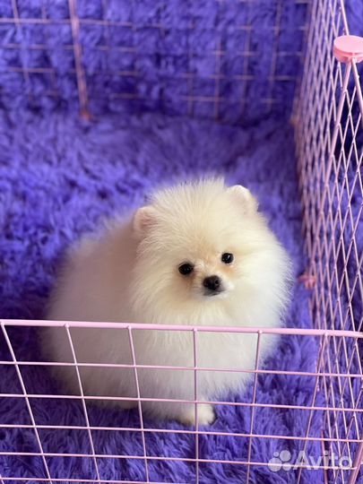 Мальчик и девочки померанского шпица РКФ