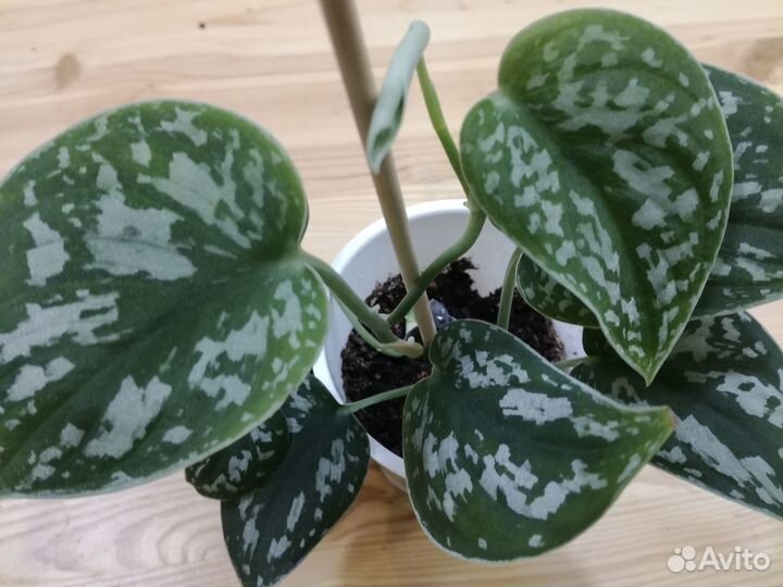 Сциндапсус Пиктус (Scindapsus Pictus)