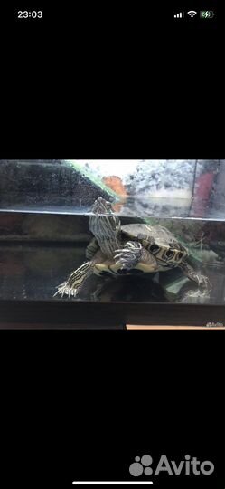 Аквариум, Черепаха с аквариумом