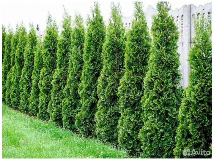 Туя 200 см