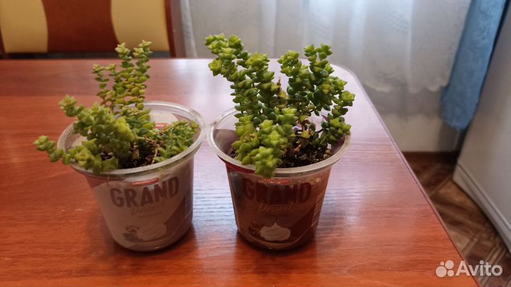 Пилея пеперомиевидная, Крассула перфората