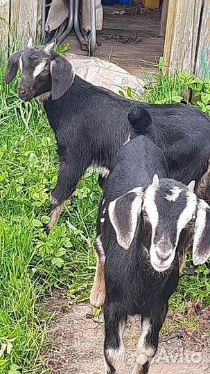 Козлята