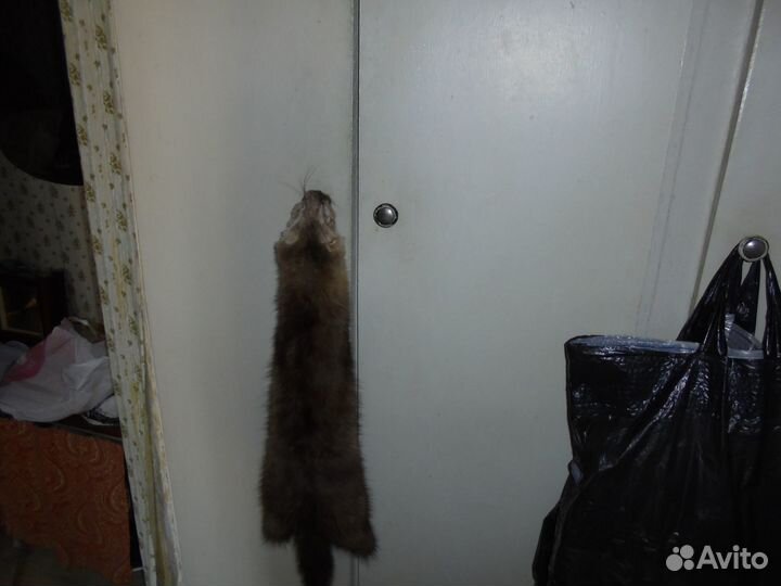 Шкурка сибирского соболя выделанная