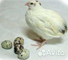 Яйцо перепелов