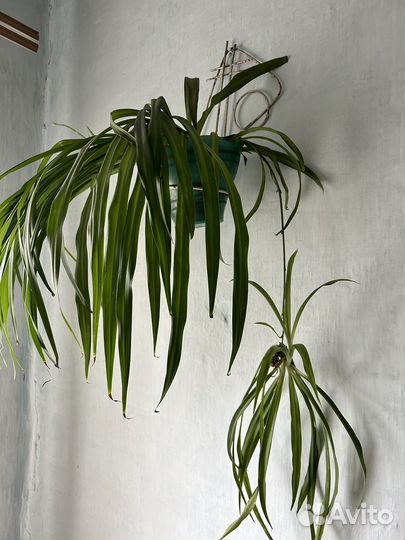 Хлорофитум