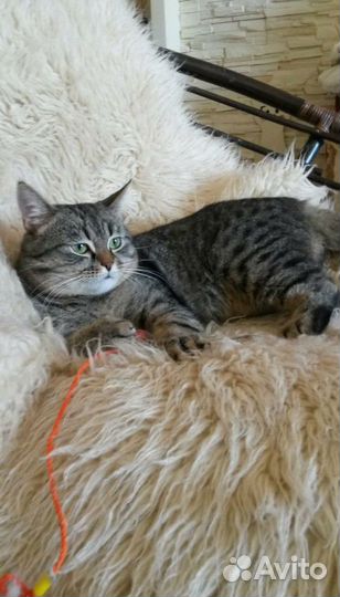 Котик в ответственную семью (пятнистый табби)