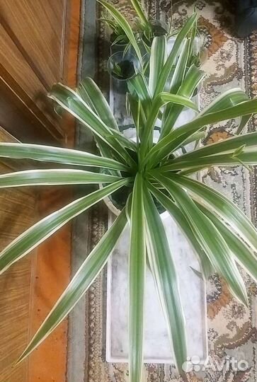 Хлорофитум хохлатый