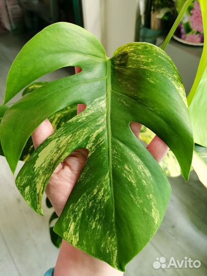 Монстера еллоу сплеш