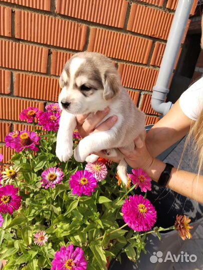 Отдам щенков