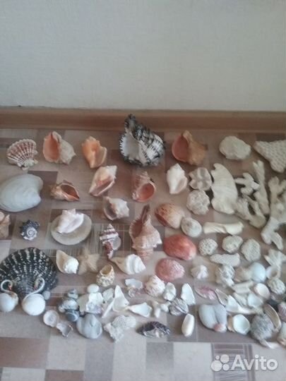 Кораллы разные,ракушки,рапаны с Карибов и с моря