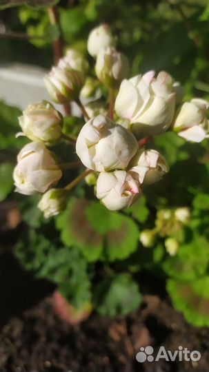 Пеларгония Apple blossom rosebud