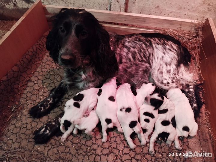 Русский спаниель