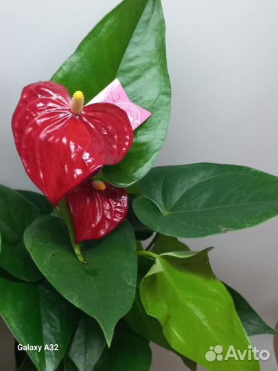 Антуриум. Бобби ред