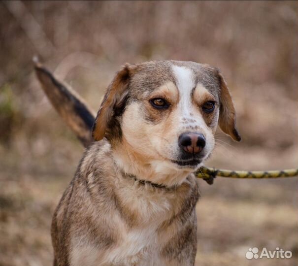 Персия, 2,5 года, 18 кг. Не гавкучая. Стерилизован