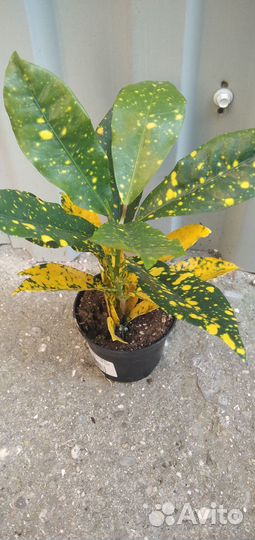 Кодиеум кротон