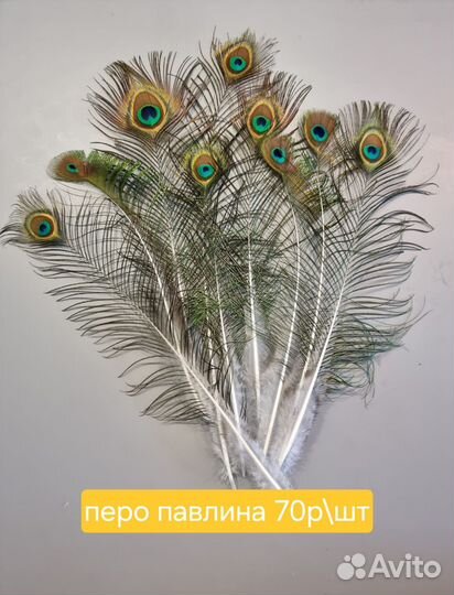 Перо павлина