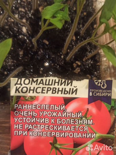 Рассада помидор