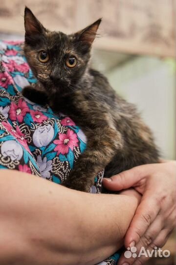 Трехцветный черепаховый ласковый котенок в дар