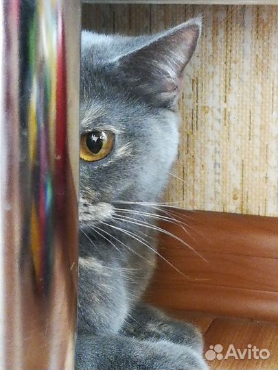 Британская кошка в дар