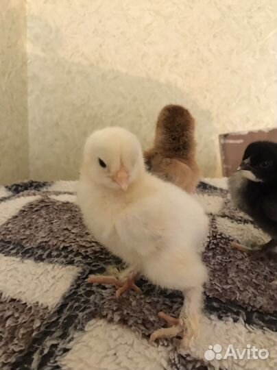 Цыплята