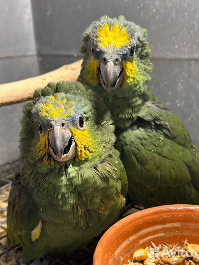 Венесуэльский амазон