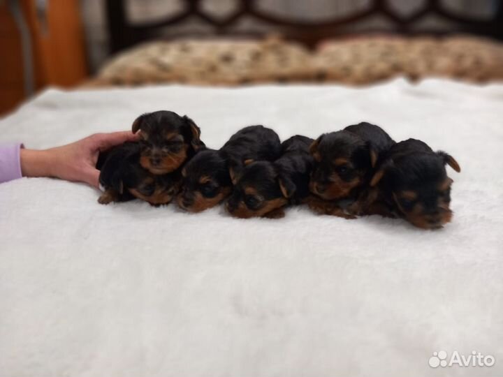 Йоркширский терьер