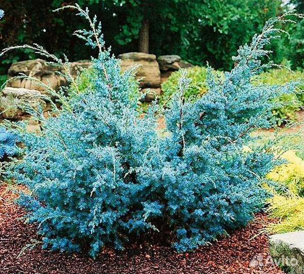 Можжевельник Блю Альпс укорененные черенки