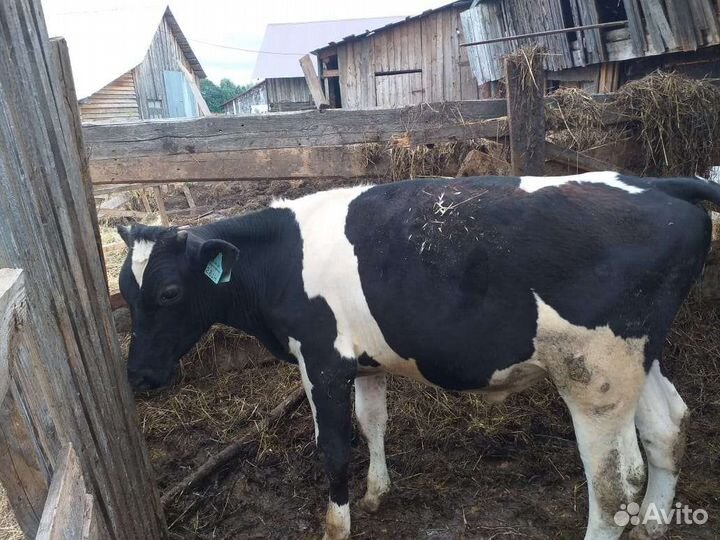 Продам телят