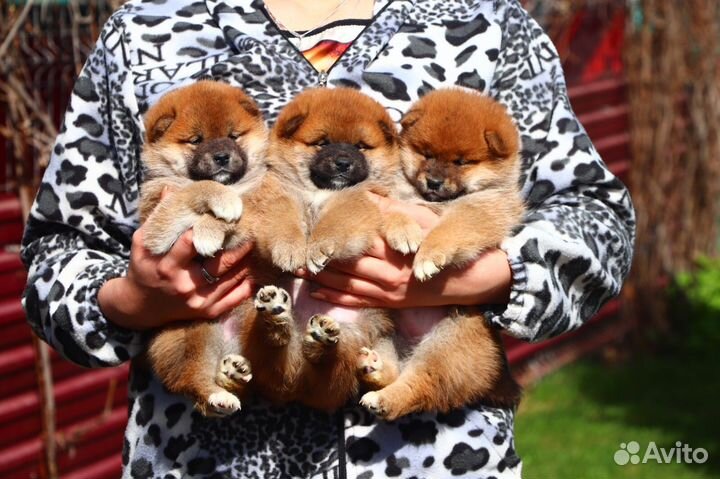 Предлагаем для бронирования щенков породы Сиба ину