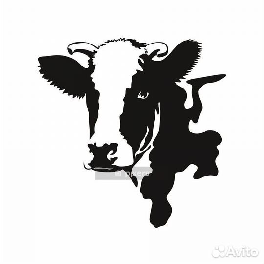 Продам тёлочек