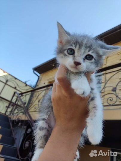 Котенок
