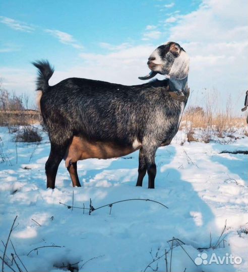 Козлы на племя