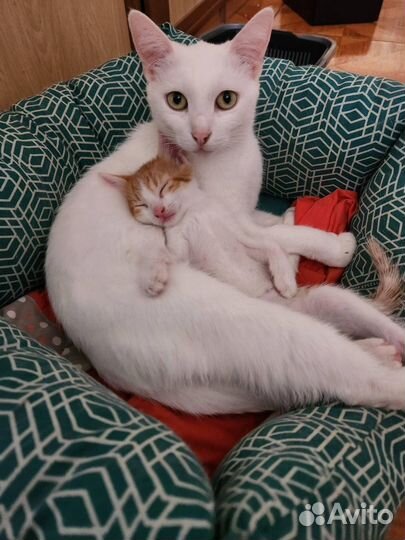 Котенок в добрые руки