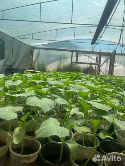 Рассада огурцов