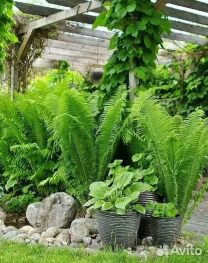 Папоротник садовый