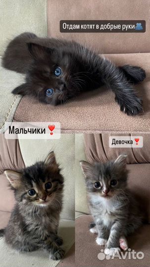 Кошка в дар