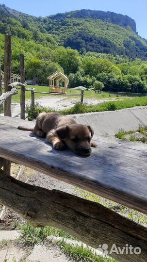 Щенок в добрые руки бесплатно маленькая порода