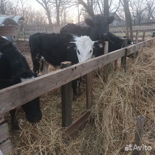 Продам тёлок