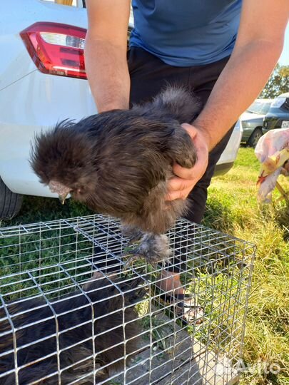 Петух китайский шелковый